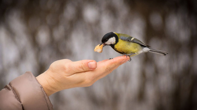 Hvad er compassion?